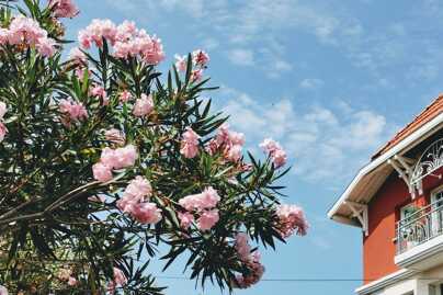 Arcachon bay luxury villas rentals